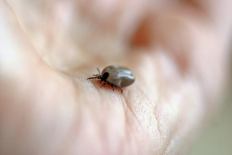 Kleszcze: Niebezpieczne pasożyty czy tylko uciążliwe insekty?